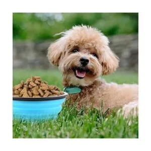 Cuencos plegables para perros gatos de viaje portátil