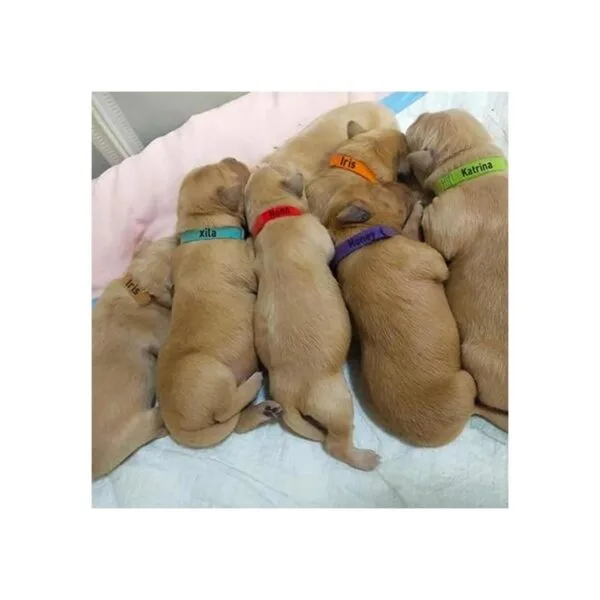30 collares para mascotas recién nacidas de doble cara_6