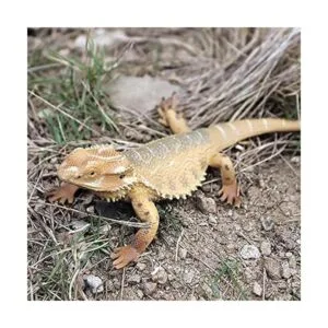 Rich Boxer Figura de lagarto realista de plástico lagarto_4