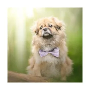 Segarty Collares de perro collar de mascota con collar_6