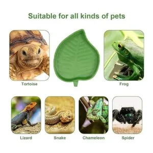 2 platos de comida para reptiles de hoja para beber y