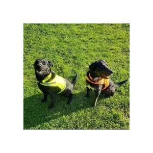 SafetyPUP XD Lite Chaleco para perro cobertura a media_4