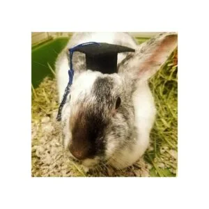 Pequeñas gorras de graduación de animales pequeños con