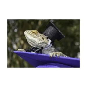 Pequeñas gorras de graduación de animales pequeños con