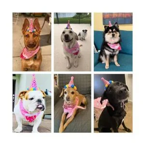 ADOGGYGO Pañuelo de cumpleaños para perro bufanda y_2