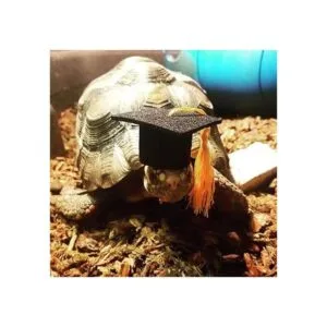 Pequeñas gorras de graduación de animales pequeños con