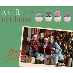 CADNLY Juego de plantas suculentas falsas plantas_3