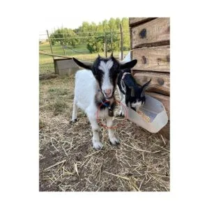 FAFAHOUSE 4 cascabeles pequeños de latón cascabeles de_6