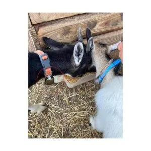 FAFAHOUSE 4 cascabeles pequeños de latón cascabeles de_5