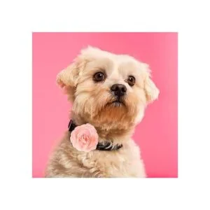 36 piezas de collar de perro lazos de flores accesorios