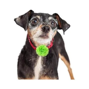 36 piezas de collar de perro lazos de flores accesorios