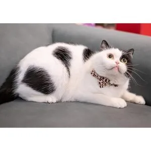 Gyapet Collar de gato con hebilla de seguridad de campana_5