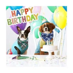 6 bandanas bufandas baberos pañuelos accesorios para