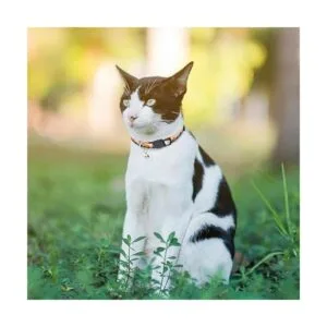 SCENEREAL Natural Scenery Series Breakaway Cat Collar with
