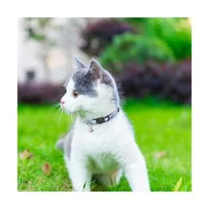SCENEREAL Natural Scenery Series Breakaway Cat Collar with