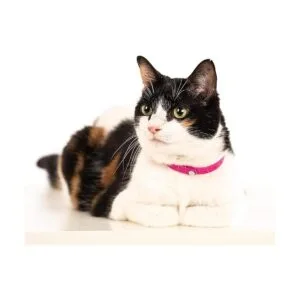 Nuvuq Collar de gato cómodo suave y ligero con botón a_5