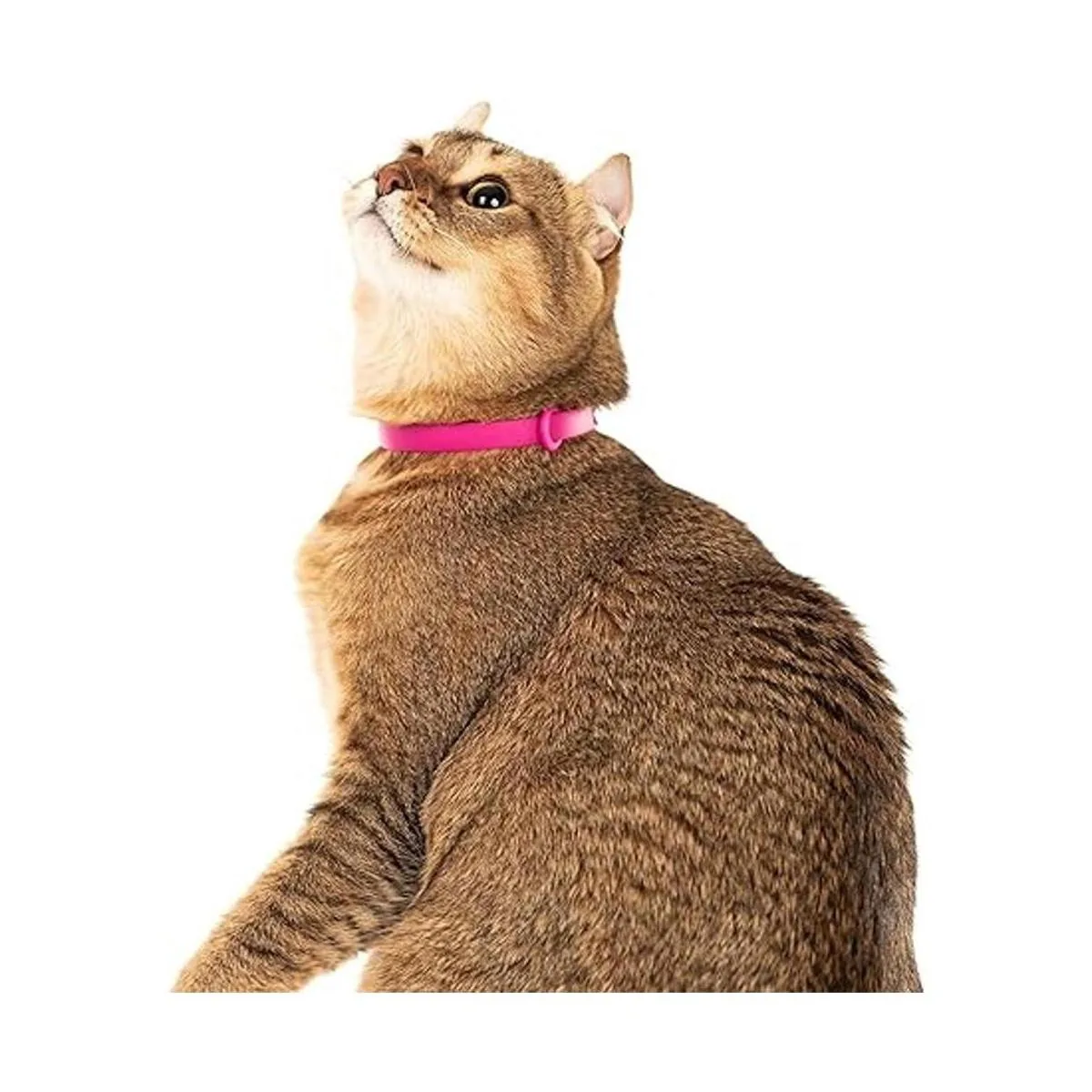 Nuvuq Collar de gato cómodo suave y ligero con botón a_3