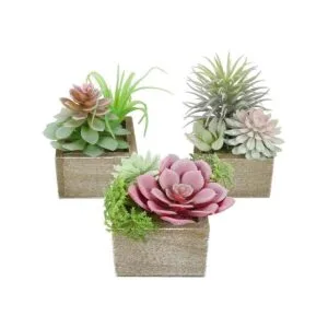 Mingfuxin Plantas suculentas artificiales mini suculentas_1