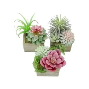 Mingfuxin Plantas suculentas artificiales mini suculentas_2