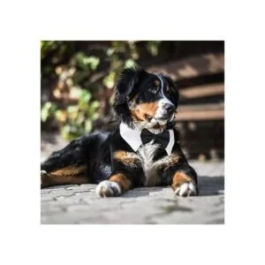 Collar de esmoquin para perro collar de perro con_3