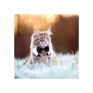 Collar de esmoquin para perro collar de perro con_6