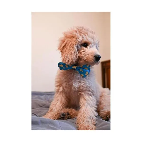 Huxley Kent Pajarita para mascotas Lucky Ducky