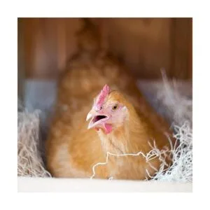 Cackle Hatchery Placing Hen Nest Box Pads 13 x 13