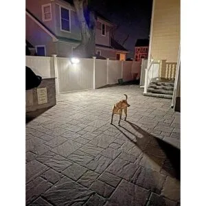 Nitelighter NLS650M Foco LED Proyector solar activado por_5