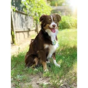 ComfyCamper SD Dog Halloween Costume Collar Tag for Small_5