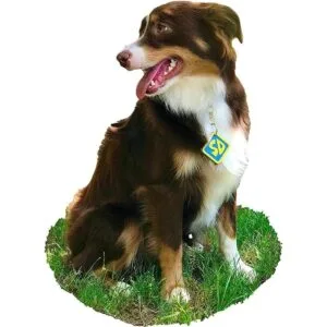 ComfyCamper SD Dog Halloween Costume Collar Tag for Small_2