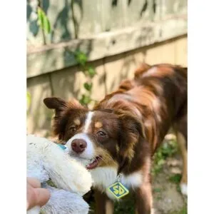 ComfyCamper SD Dog Halloween Costume Collar Tag for Small_4