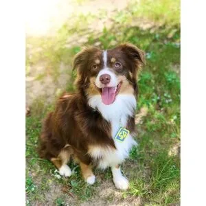 ComfyCamper SD Dog Halloween Costume Collar Tag for Small_3