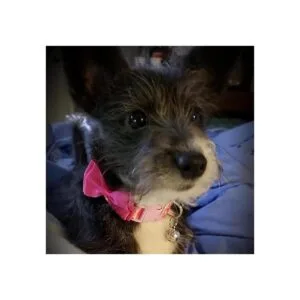 PUPTECK Collar de perro de primavera con campana