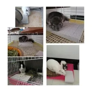 Litewoo Tablero rascador de conejos molares y patas