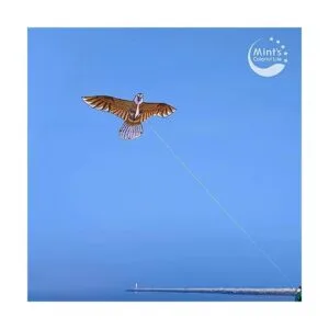 Eagle Kite para niños y adultos con envergadura de 60_6
