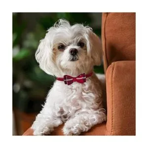 PUPTECK Collar de cachorro con campana paquete de 2