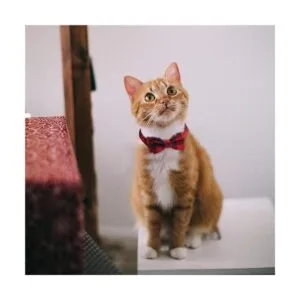 SLSON 4 collares de gato con campanilla para gatos con