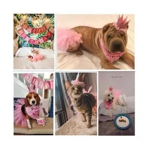 ADOGGYGO Dog Birthday Bandana Girl Birthday Party_3