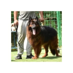 Hyhug Pets Correa ajustable de 4 pies y 6 pies con nailon_2