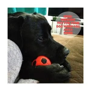 Novelty Place Exprimibles Excelentes bolas antiestrés_6