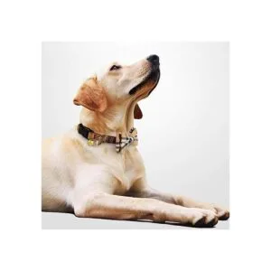 KUDES Paquete de 2 collares para perro con pajarita y