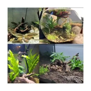 Tfwadmx 5 piezas de madera natural para acuario ramas de_3