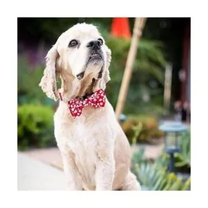 Huxley Kent Pet Bow Tie Snowflake Festive Christmas