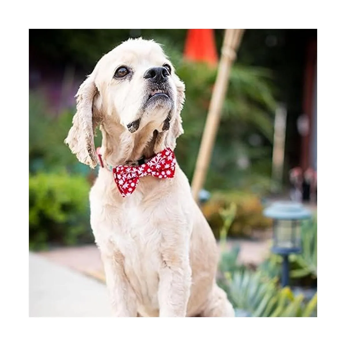 Huxley Kent Pet Bow Tie Snowflake Festive Christmas