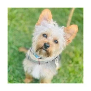 PUPTECK Collar de perro con lazo y campana pañuelo