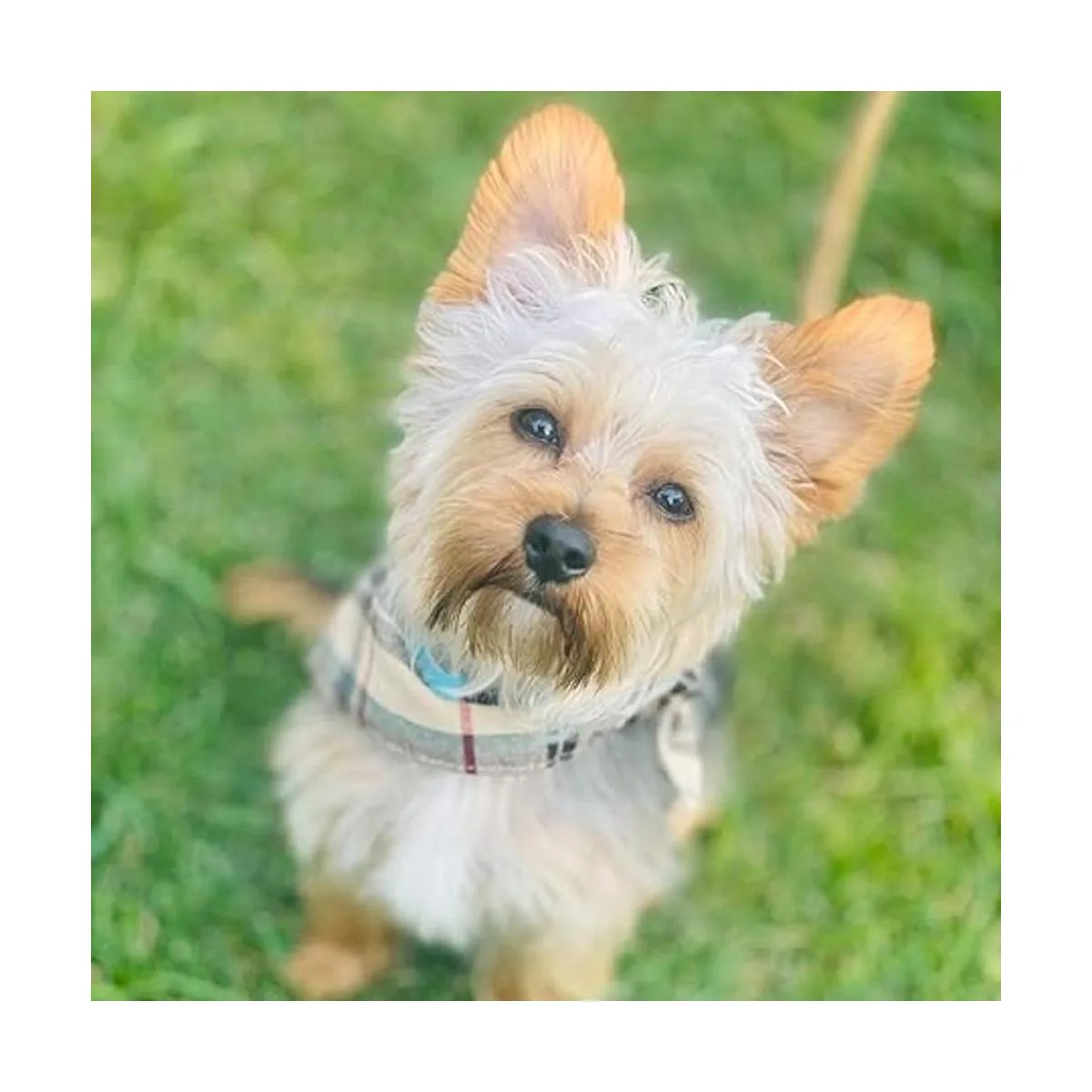 PUPTECK Collar de perro con lazo y campana pañuelo