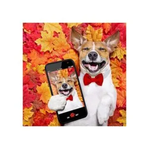 4 piezas de pajarita ajustable para mascotas cuello de