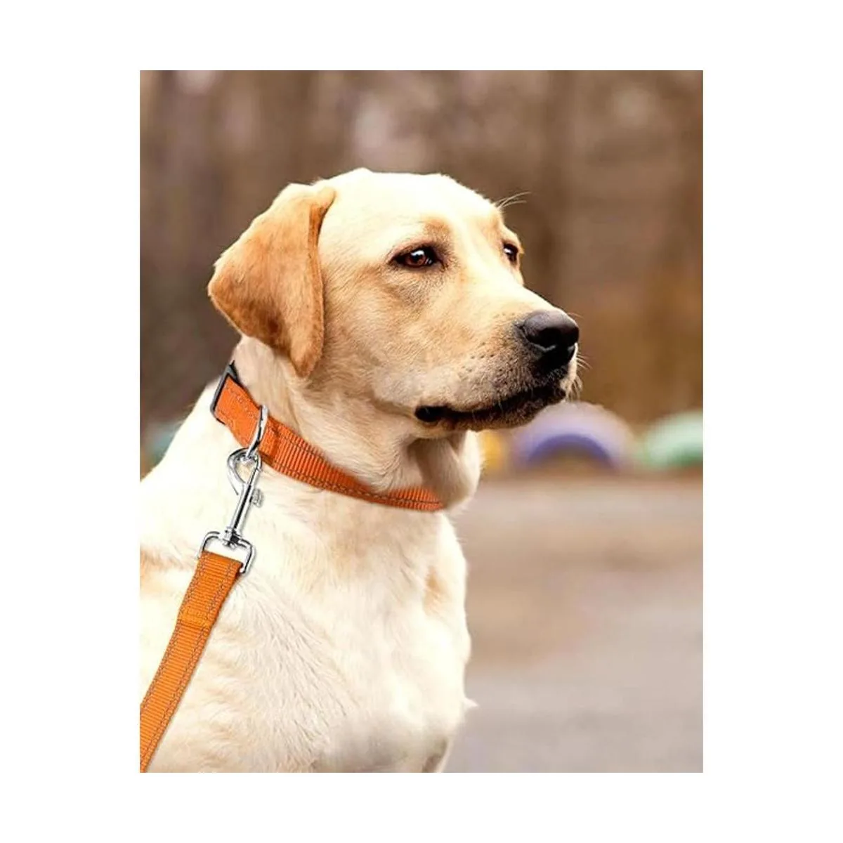 Collar de perro de nailon reflectante con hebilla de_2