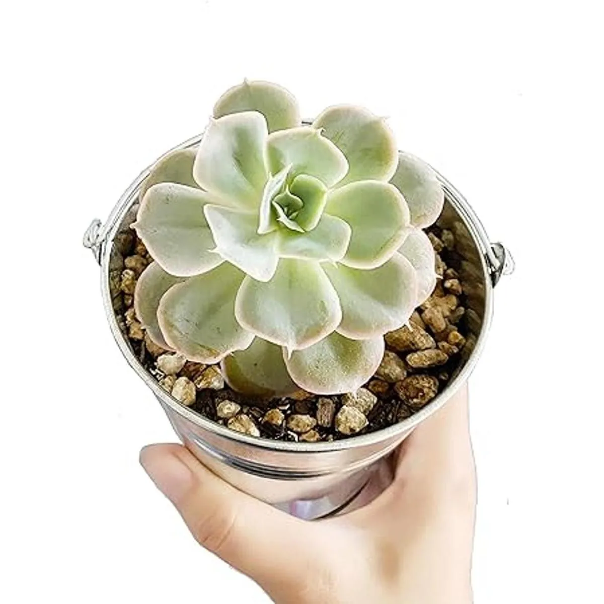 Goldenvalueable 12 Tinplate Metal Buckets for French Fries_4