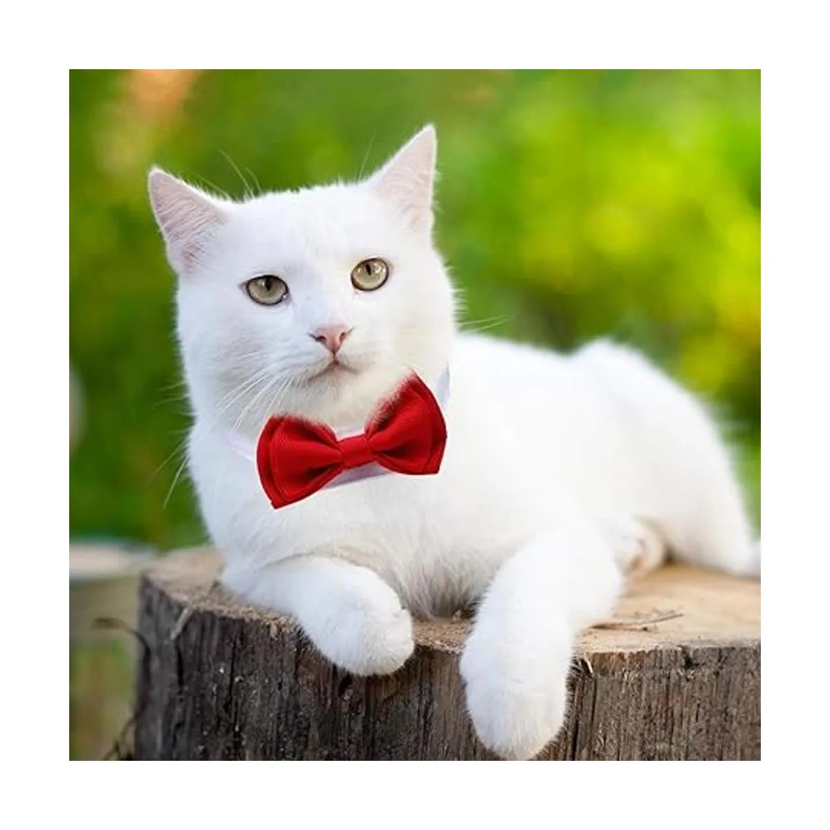 4 piezas de corbatín ajustable para mascotas collar